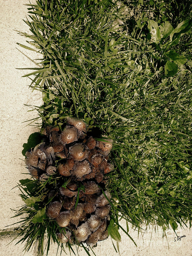 Fungus Photograph - Wild Fungus Botany Hive by Steven Digman Fungus Photograph - Wild Fungus Botany Hive by Steven Digman