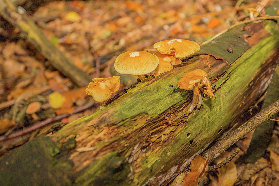 Wild fungus on tree Photograph by Ed James