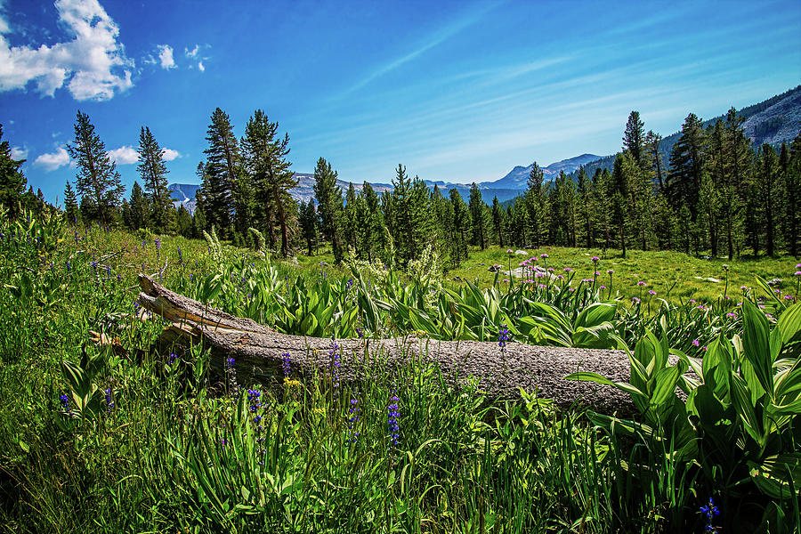 Wild Garden in the High Country Photograph by Lynn Bauer