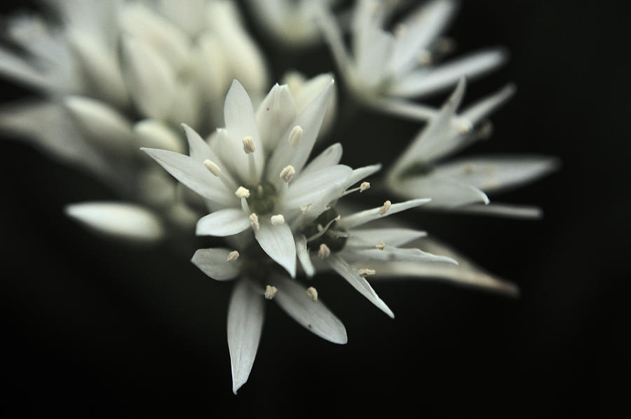 Wild Garlic Photograph by Adrian Wale