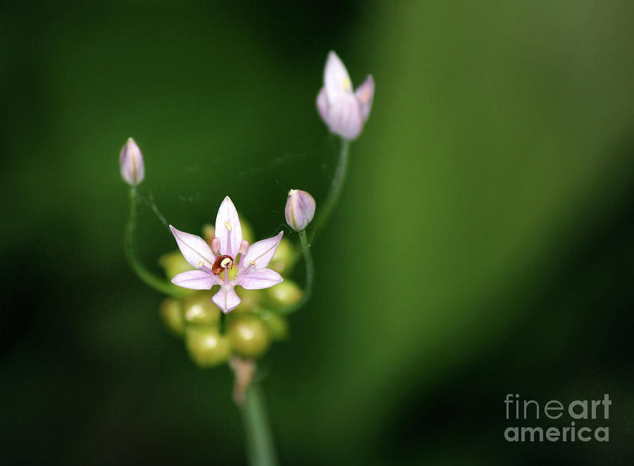 Wild Garlic - Allium Canadense Photograph