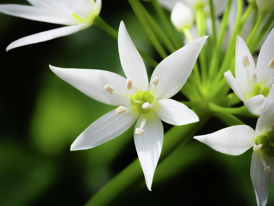 Wild Garlic Flower Photograph by Nick Bywater