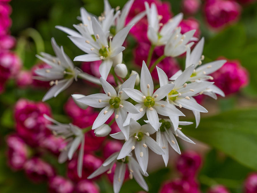 Wild Garlic Flowers Photograph by Nick Bywater