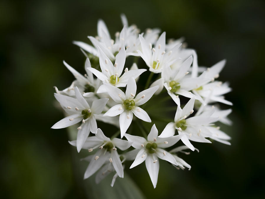 Wild Garlic Photograph by Nick Bywater