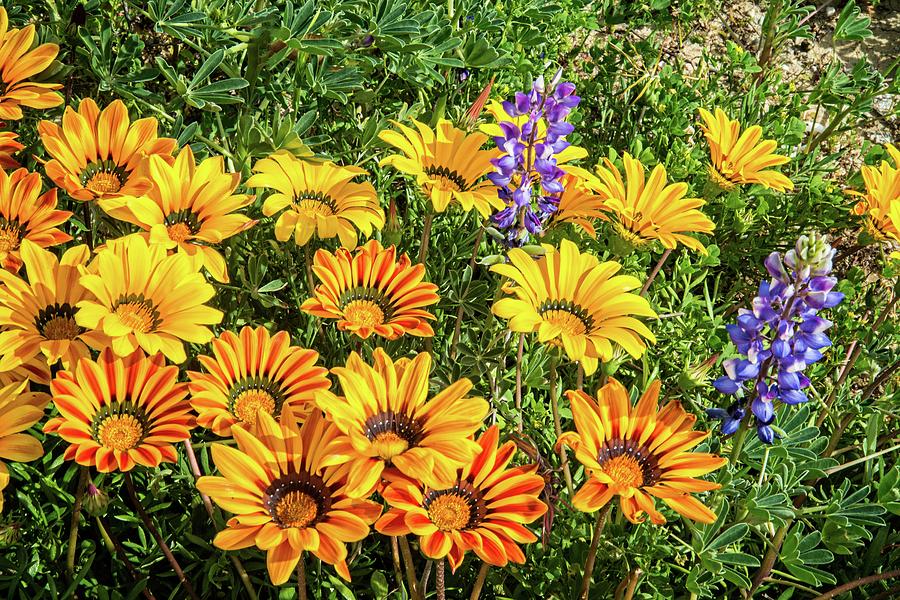 Wild Gazanias and Lupines in Porter Ranch Photograph by Lynn Bauer