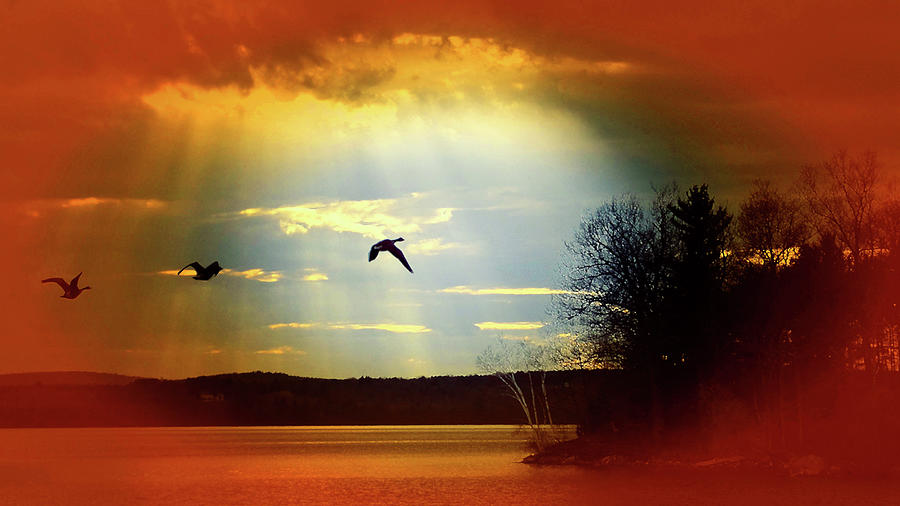 Wild Geese Flying Vignette Photograph