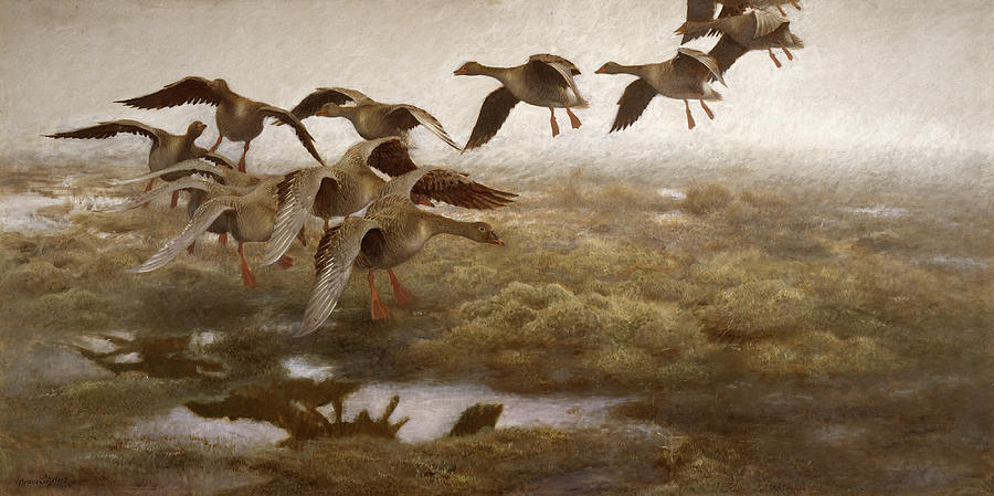 Wild geese Settling Painting by Bruno Liljefors - Fine Art America