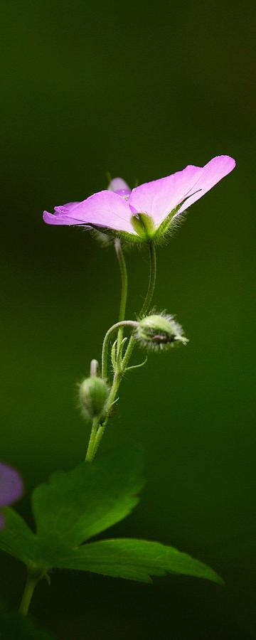 Wild Geranium in Lost Valley Photograph by Michael Dougherty