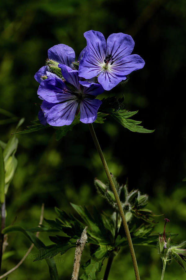 Wild Geraniums Photograph by Fred Denner