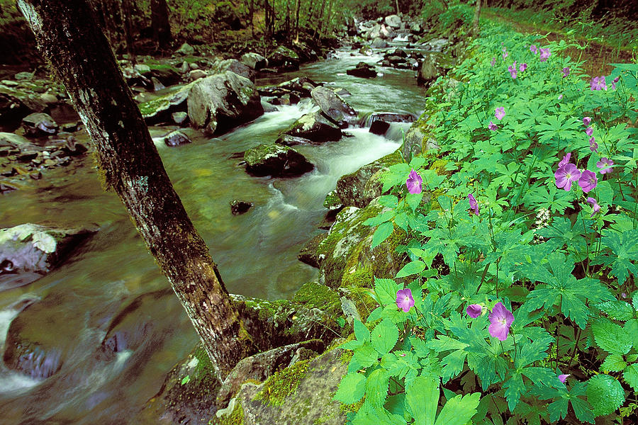 Wild Geraniums on Bradley Fork Photograph by Alan Lenk