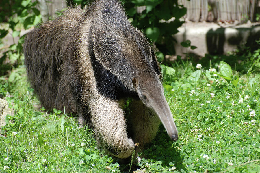 Wild Giant Anteater Photograph by DejaVu Designs