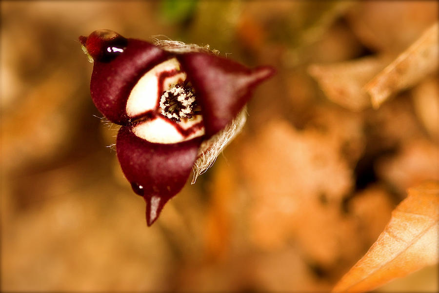 Wild Ginger Photograph by Jack R Perry