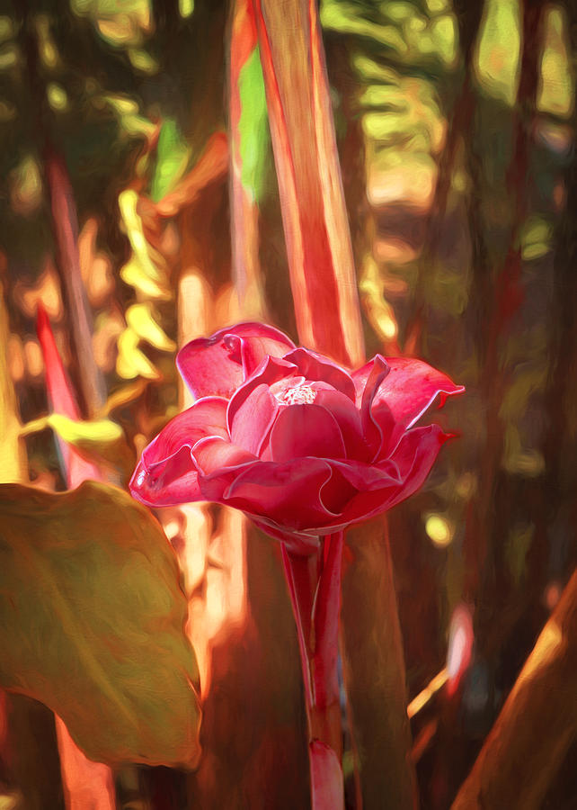 Wild Ginger Photograph by Susan Rissi Tregoning - Fine Art America