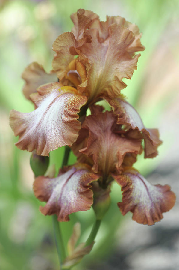 Wild Ginger. The Beauty of Irises Photograph by Jenny Rainbow