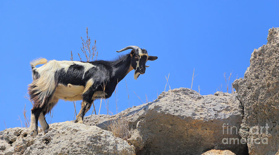 Summer Photograph - Wild Goat  by Susan Wall