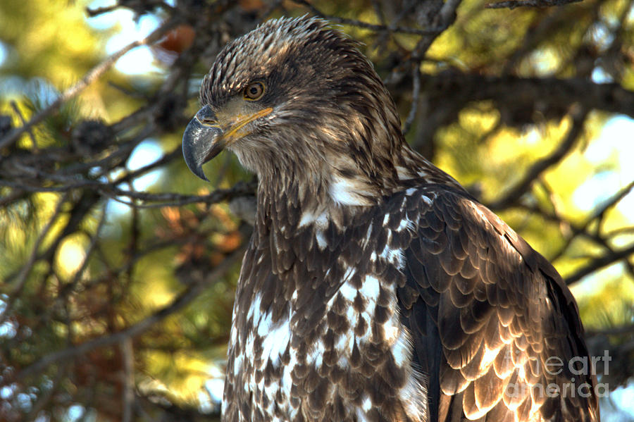 Wild Golden Eagle Closeup Photograph by Adam Jewell