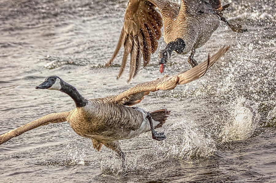 Wild Goose Chase Photograph by Wes Iversen