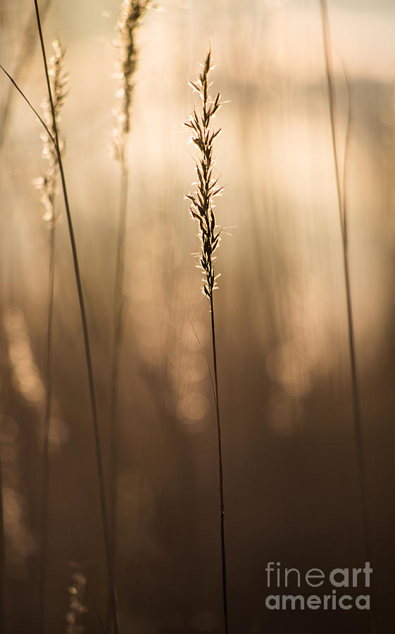 Wild Grain Photograph by Michael Arend