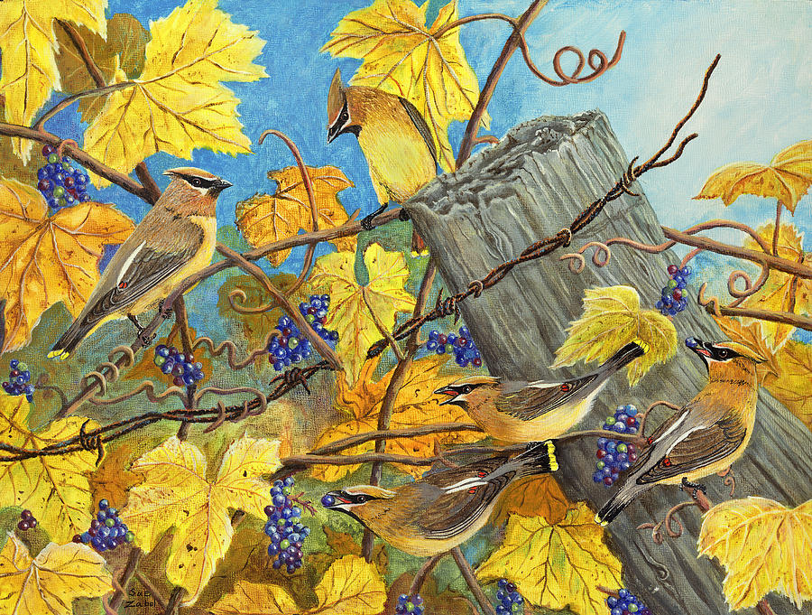 Thanksgiving Painting - Wild Grape Feast - Cedar Waxwings by Susan Zabel
