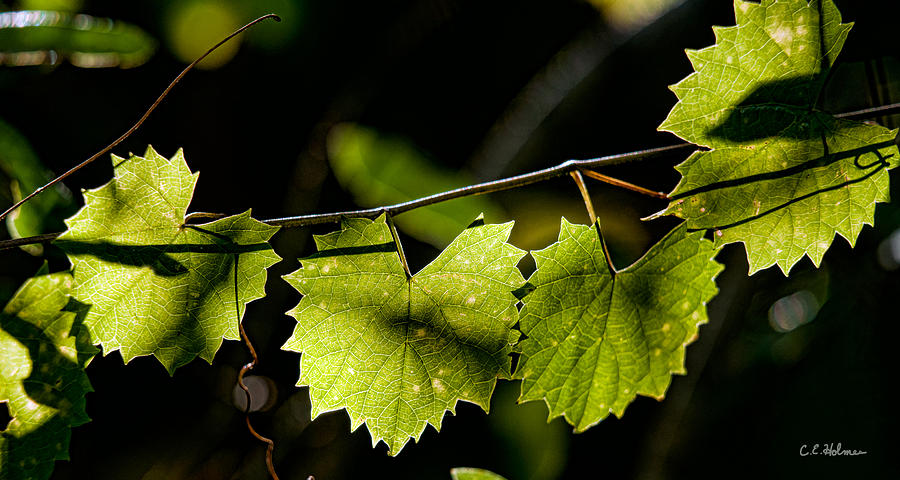 Wild Grape Leaves Photograph by Christopher Holmes