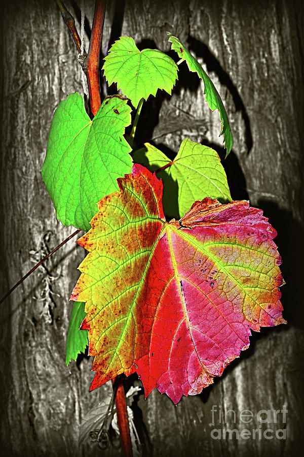 Fall Photograph - Wild Grape Vine II by Kaye Menner by Kaye Menner