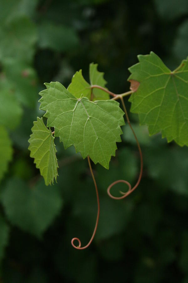 Wild Grape Vine Photograph - Wild Grape Vine IV by Allan E Dooley Jr