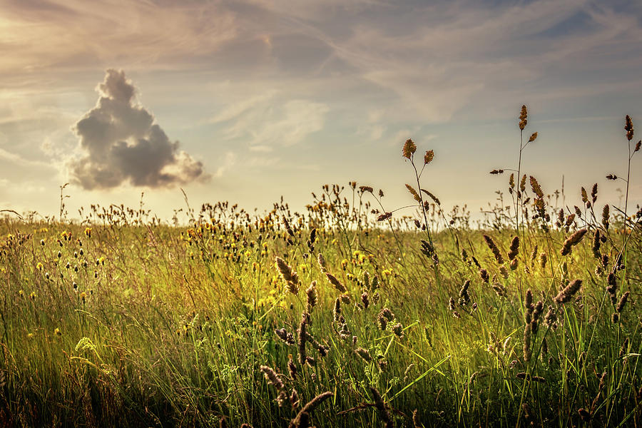 Tree Photograph - Wild grass and a lonely cloud by Joe Rey
