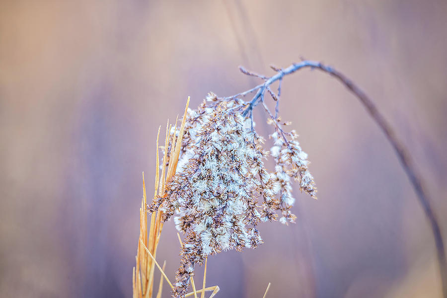 Wild Grass And Bokeh Blur Background Photograph by Alex Grichenko