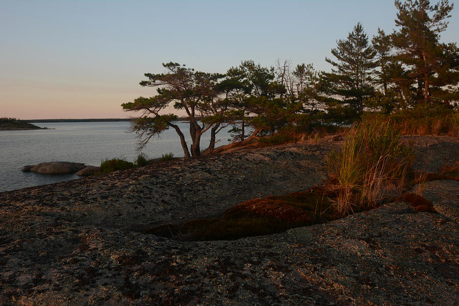 Wild Grass at Sunset - Georgian Bay Photograph by Steve Somerville