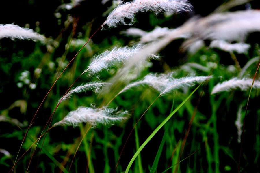 Wild Grass Photograph by Silpa Saseendran