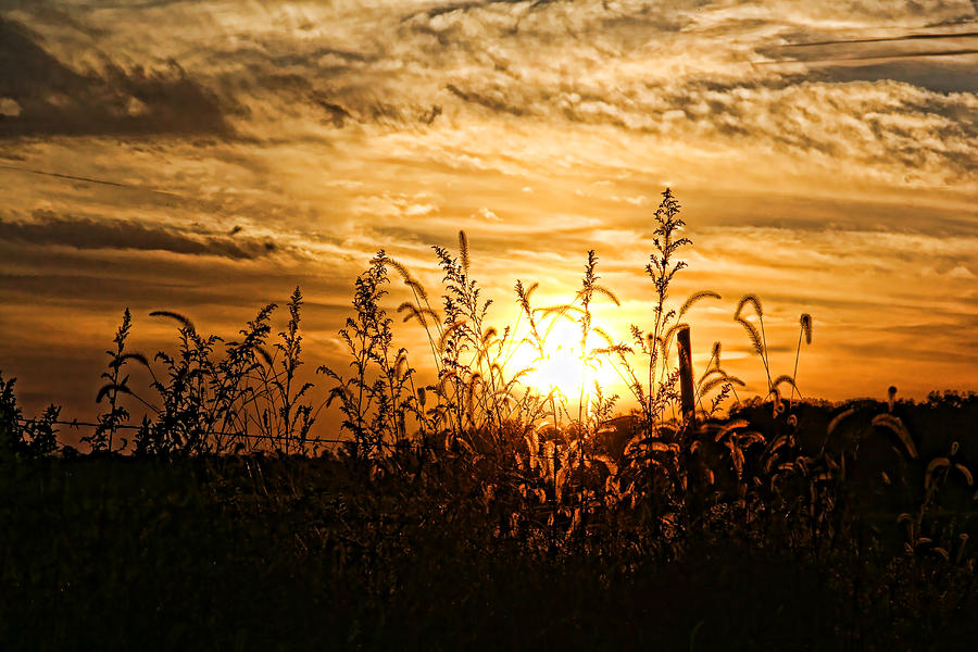 Wild Grasses At Sunset Photograph by HH Photography of Florida