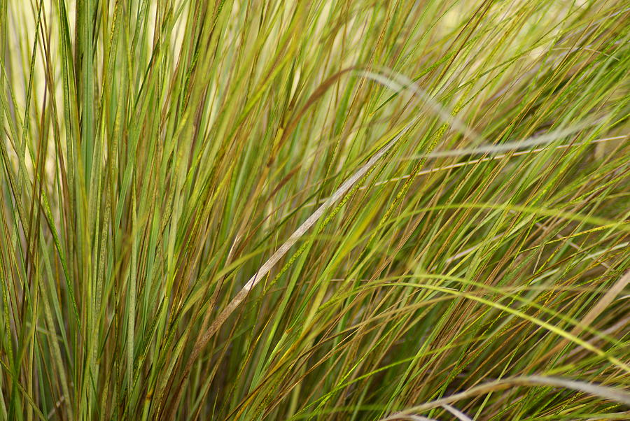 Wild Grasses Photograph by Florene Welebny