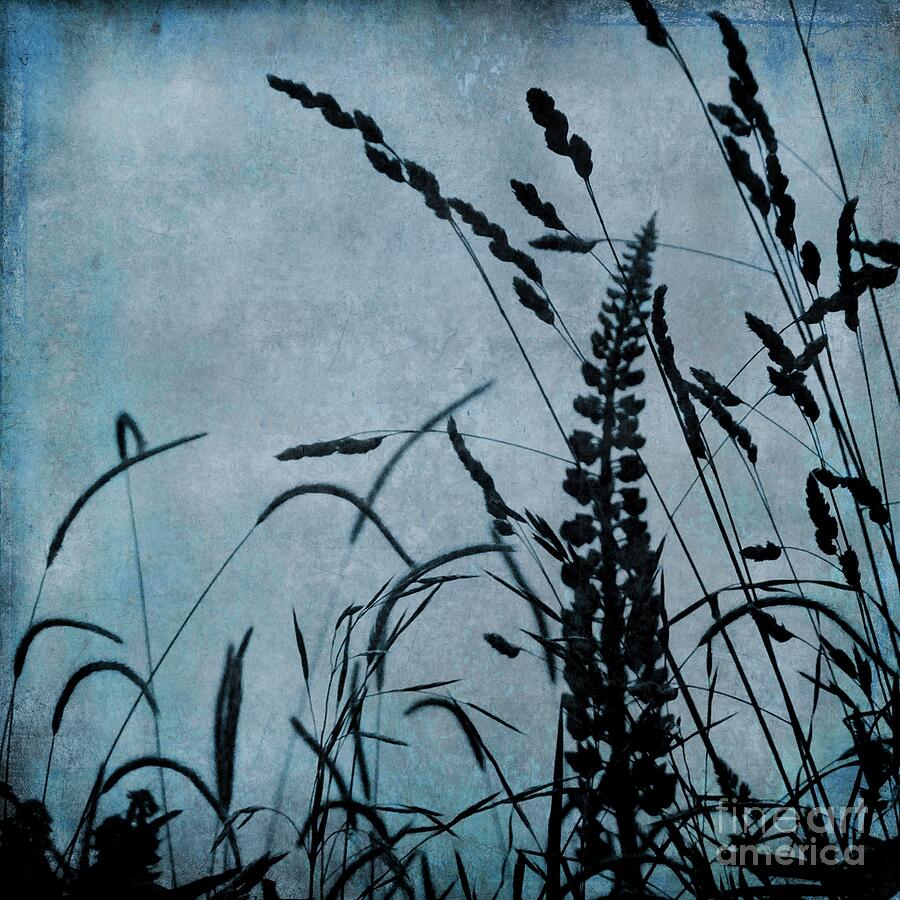 Wild Grasses in Blue Photograph by Patricia Strand