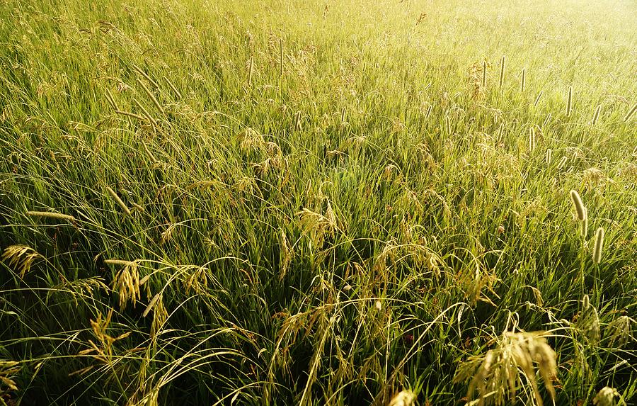Wild Grasses of Maple Ridge Photograph by Daniel Thompson