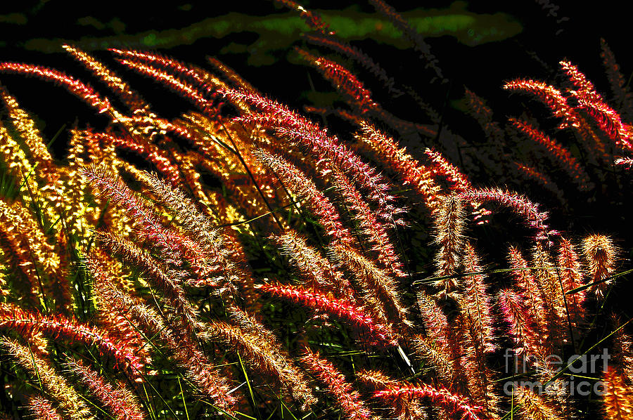 Wild Grasses Seed Heads Many Colors Photograph by David Frederick
