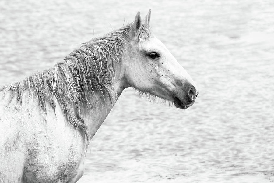 Wild Gray Mustang Portrait Photograph by Mindy Musick King