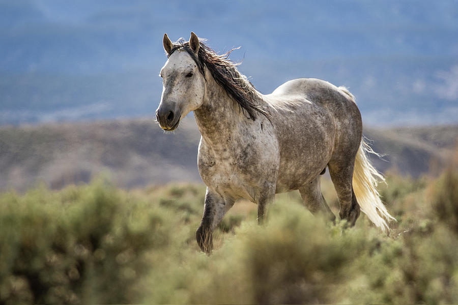 Wild Gray Mustang Stallion Photograph by Dawn Key