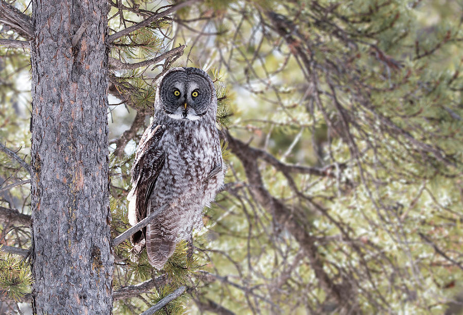 Wild Great Grey Owl Photograph by Celine Pollard