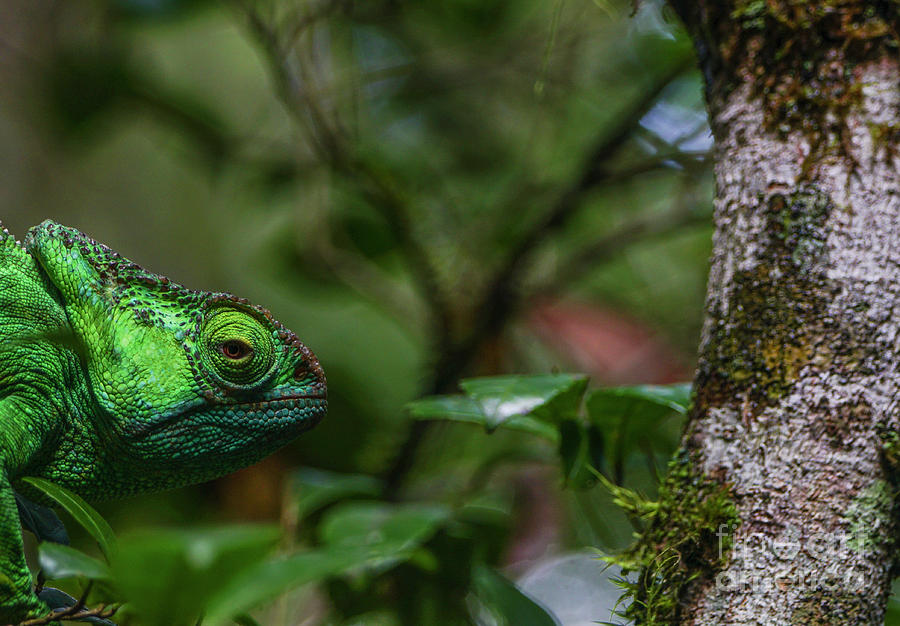 Wild Green Chameleon Photograph by Brian Kamprath