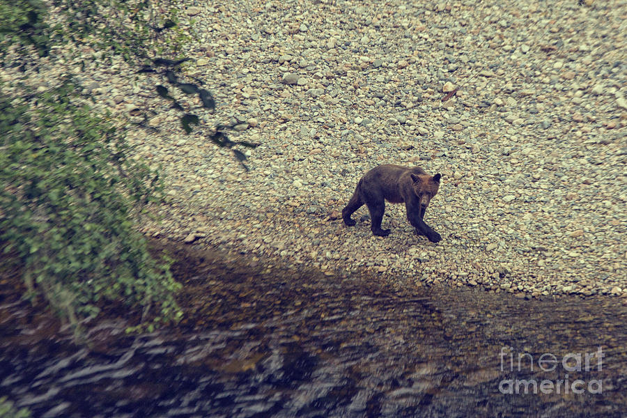 Wild Grizzly bear Photograph by Patricia Hofmeester