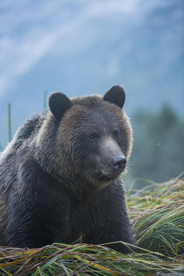 Wild Grizzly Photograph by Bill Cubitt