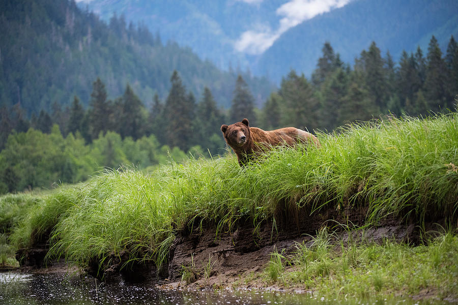 Wild Grizzly of the Khutzeymateen Photograph by Bill Cubitt