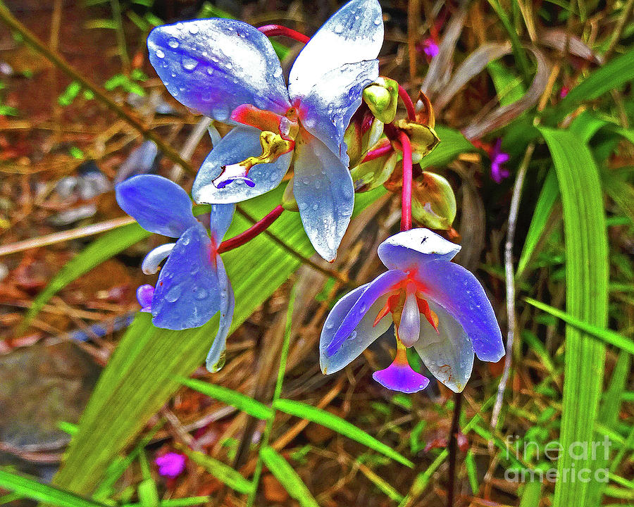 Wild Ground Orchids Photograph by Eunice Warfel