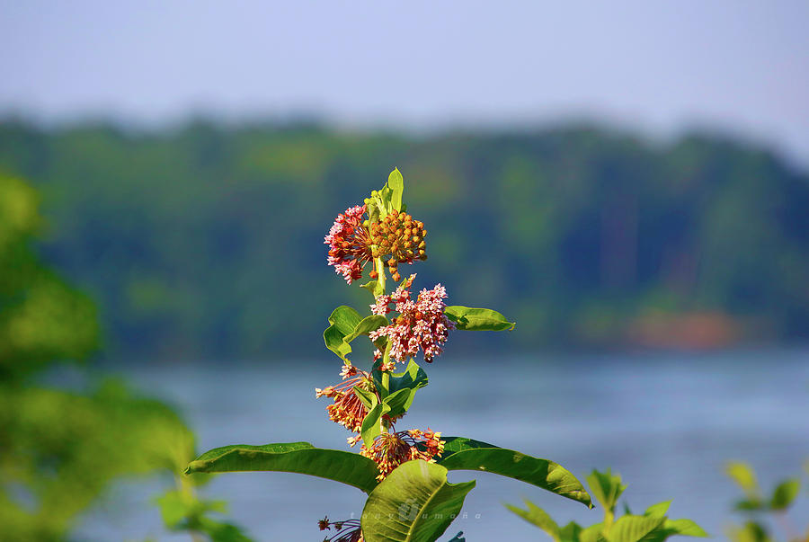 Wild Growth Photograph by Tony Umana Wild Growth Photograph by Tony Umana