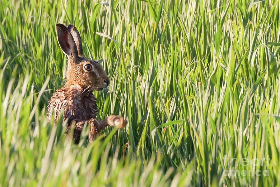 Wild hare bathing in the morning sunlight Photograph by Simon Bratt