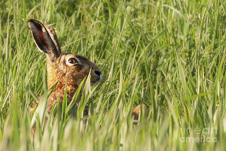 Wild hare peeking above the crops Photograph by Simon Bratt