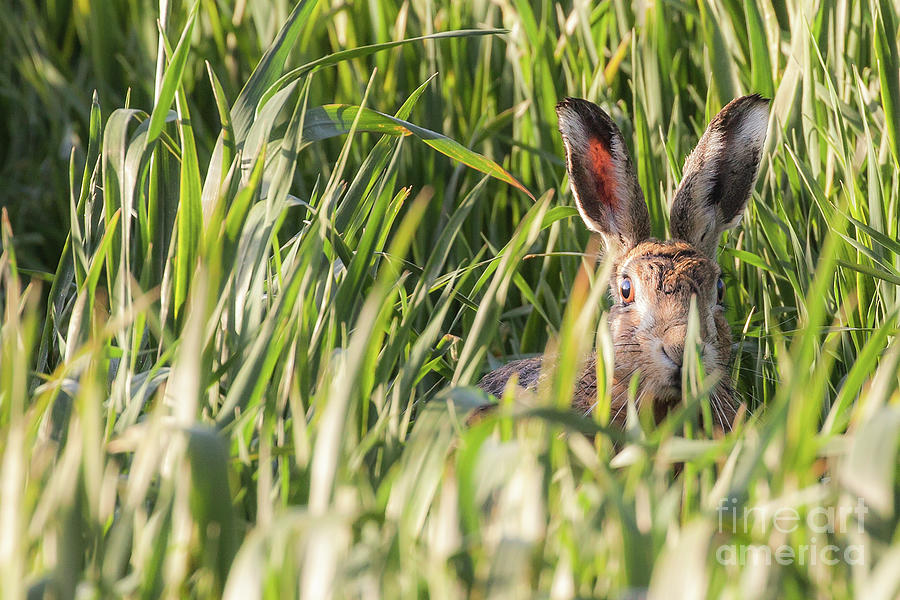 Norfolk wild hare in crops looking at camera Photograph by Simon Bratt