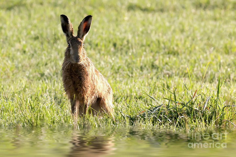 Wild hare sat next to water Photograph by Simon Bratt