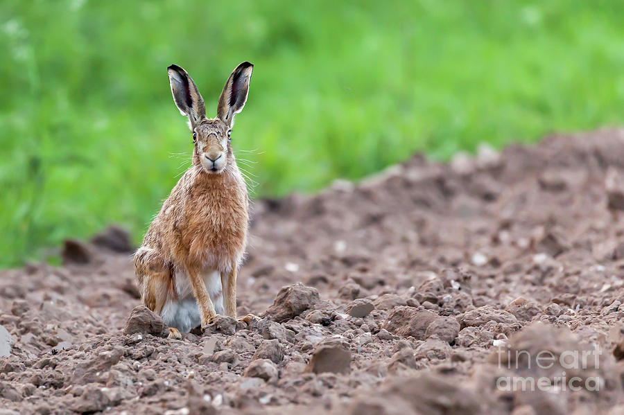 Wild hare sat staring at camera Photograph by Simon Bratt