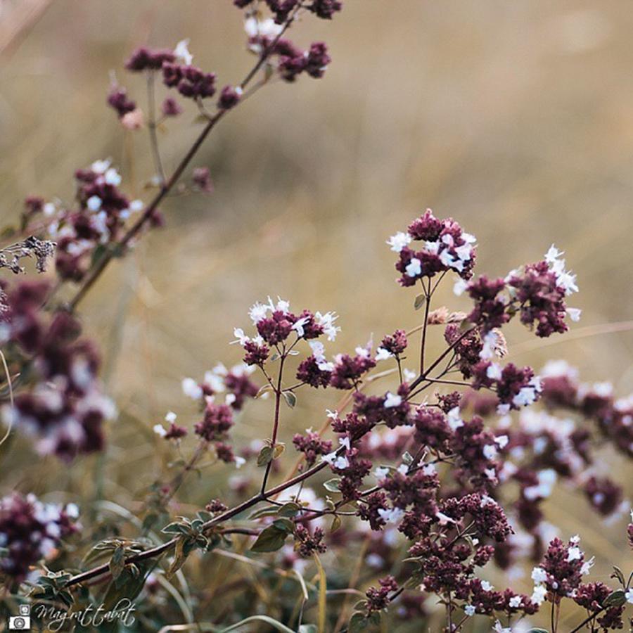Summer Photograph - Wild Herbs

#herbs by Mandy Tabatt